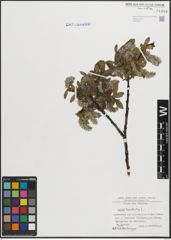 Foto von Salix hastata L.